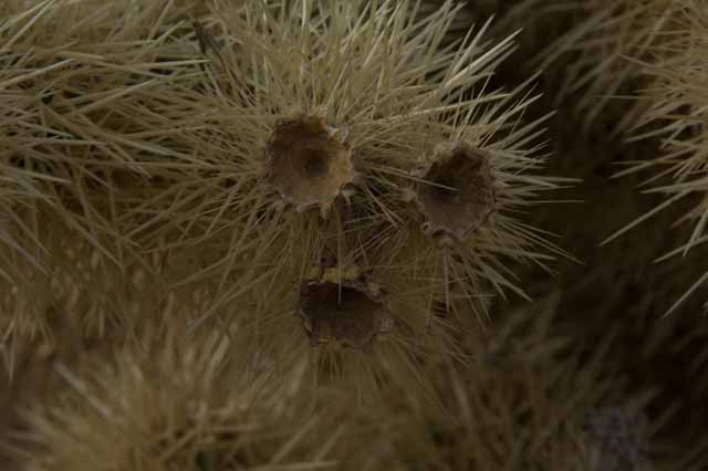 spent blooms of a teddybear cholla 